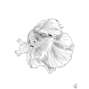 Beta Fish 8x8 inch art print