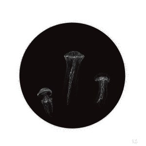 Three Jellyfish 8x8 inch art print.