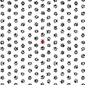 May include: A white background is covered with black paw prints of varying sizes. A single red ladybug with black spots is in the center of the image. The paw prints are randomly scattered across the surface.