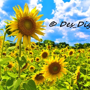 Sunflower Sky