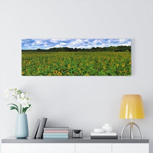 Beautiful Field of Sunflowers