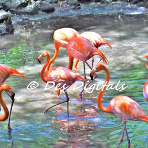 A Beautiful Flock of Pink Flamingos
