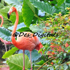 Flamingo & Flowers