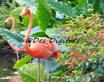 Flamingo & Flowers