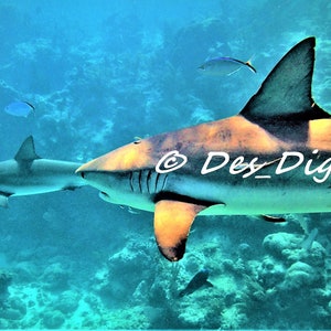 Shark Week Download