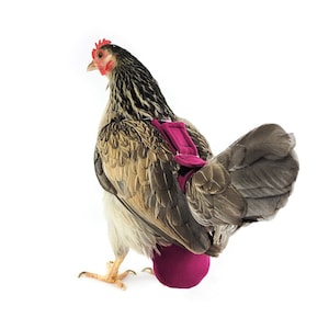 Chicken Diapers | Comfort Wear Chicken Diapers | Waterproof Adjustable Tail Wrap Design