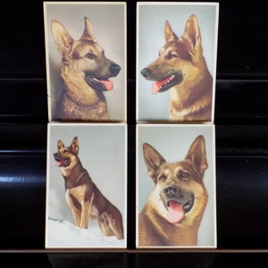 VINTAGE GERMAN SHEPHERD Dog Postcard Set.Postcards Set German Shepherd Dog.Deutsche Schaeferhund Postkarte.Berger Allemand Carte Postale!