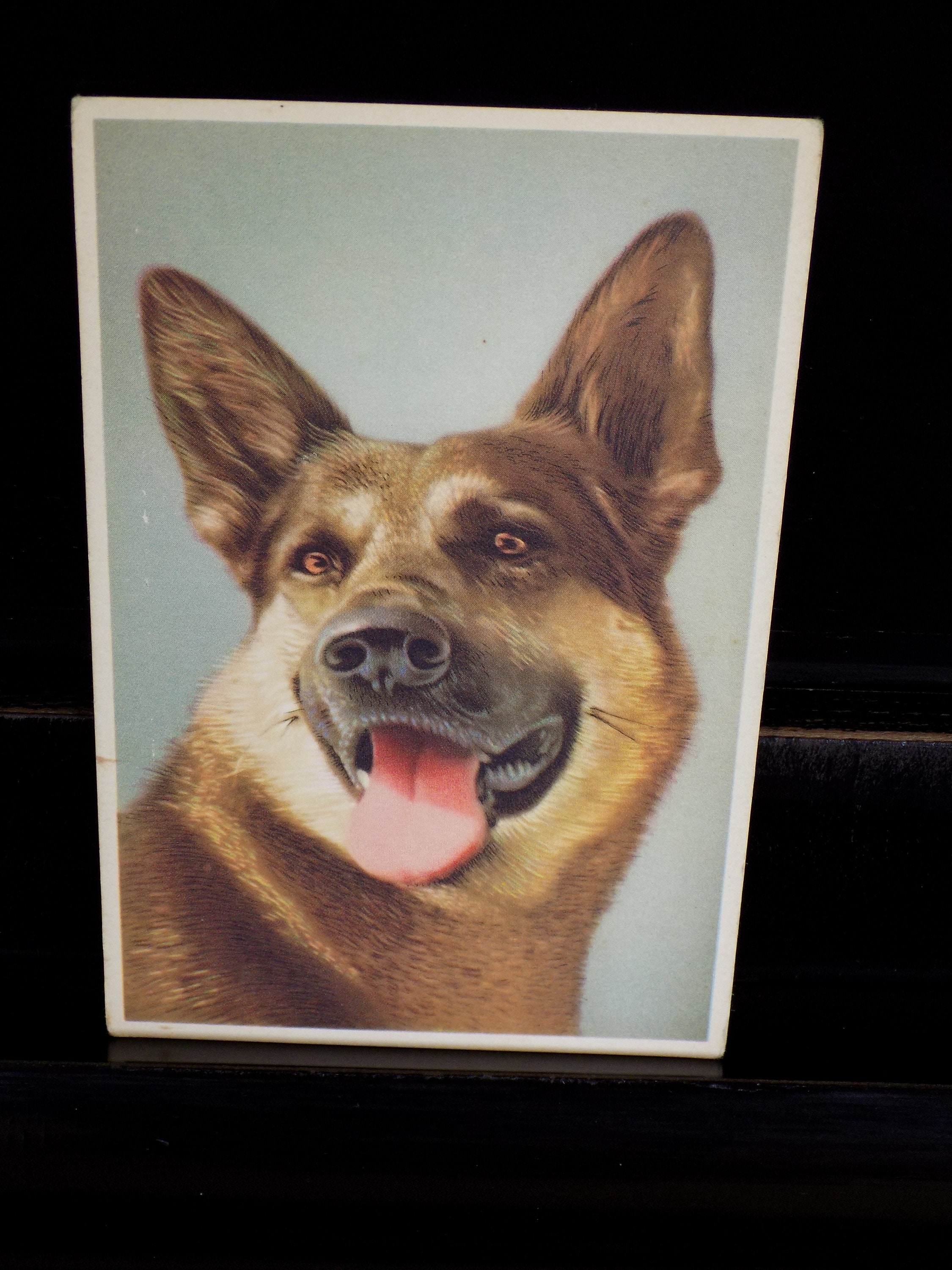 German Shepherd &  CAT Postcard Schäferhund    Postkarte # 6 