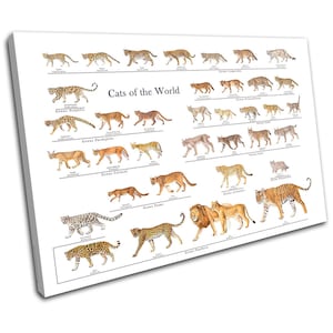 Big Cats Tiger Lion Infographic Animals SINGLE  Canvas Art Print Box Framed Picture Wall Hanging