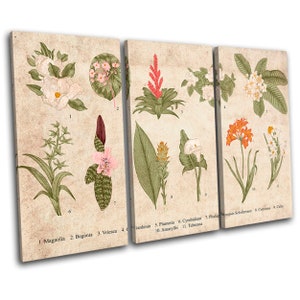 Botanical  Illustration Monstera Floral TREBLE  Canvas Art Print Box Framed Picture Wall Hanging