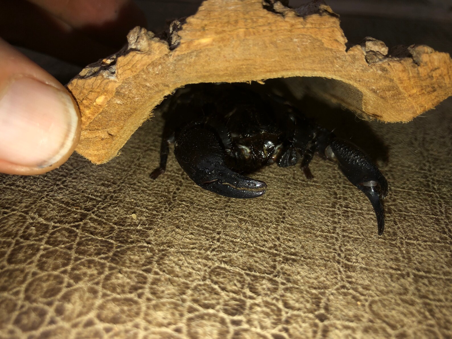 Bark scorpion hide poplar Etsy