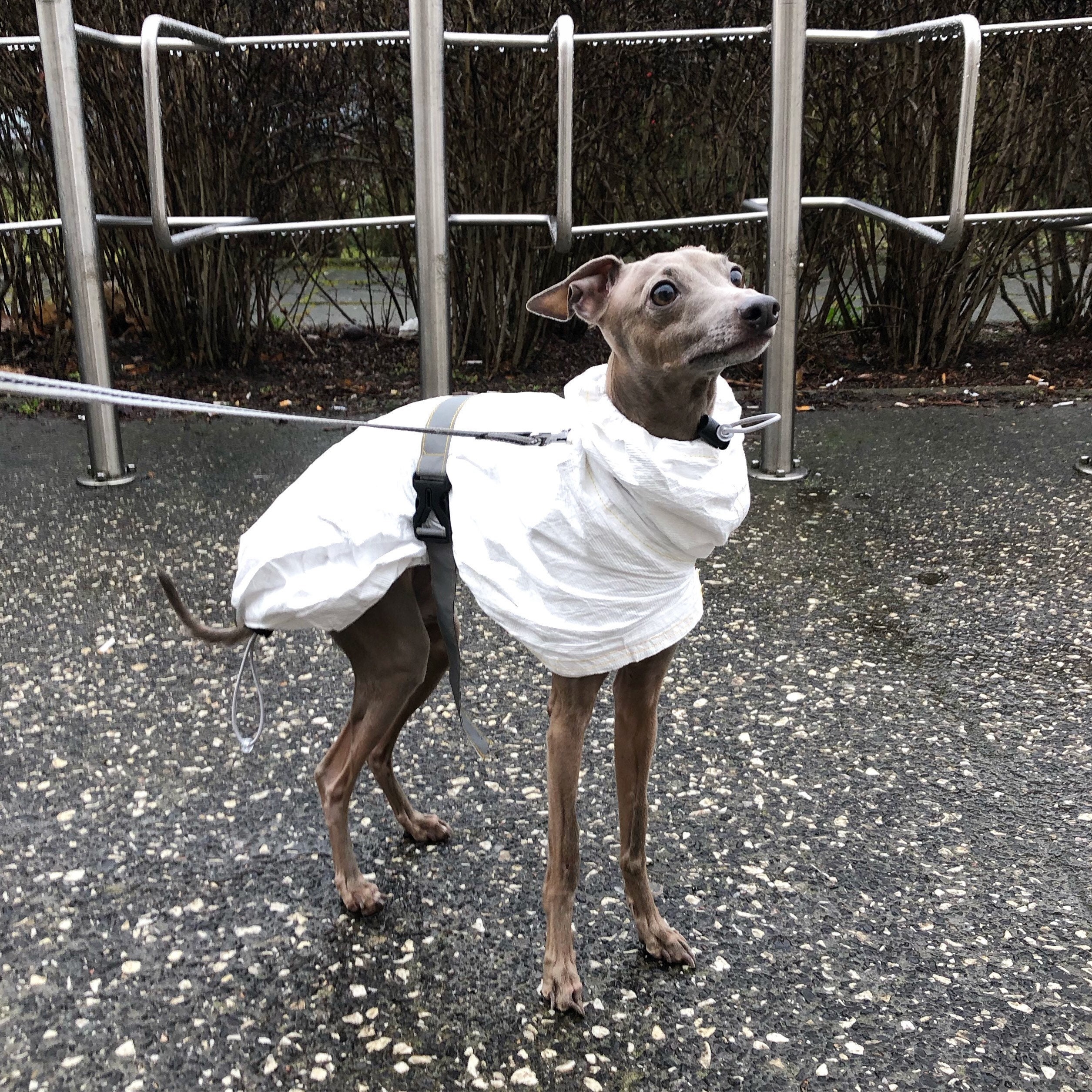 Italian Greyhound Raincoat White Raincoat for CHARCIKA Etsy