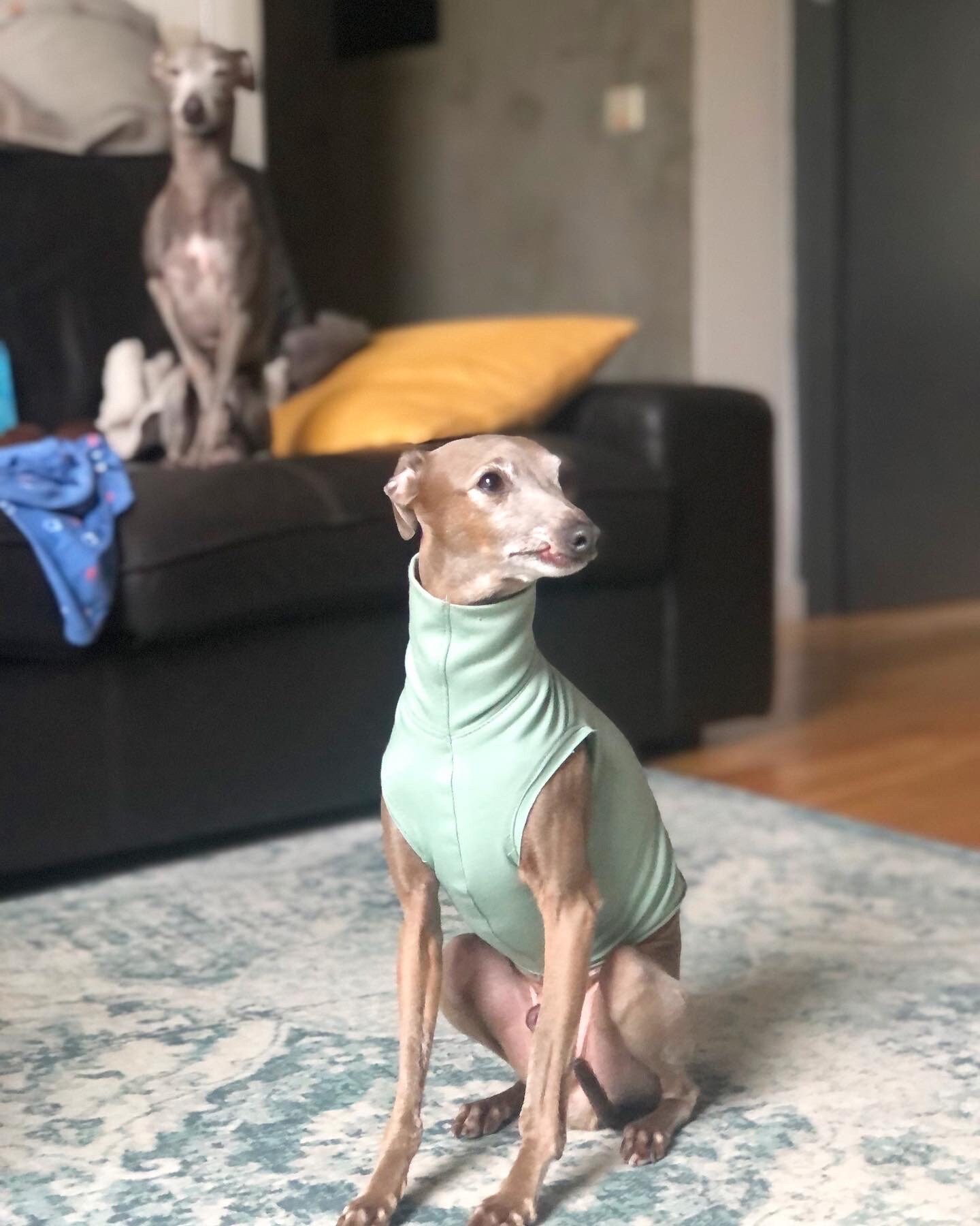 Italian Greyhound Turtleneck Shirt Etsy UK
