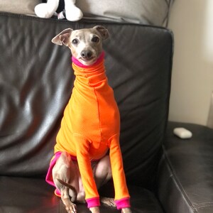 Italian Greyhound jumper Orange/fuchsia image 3