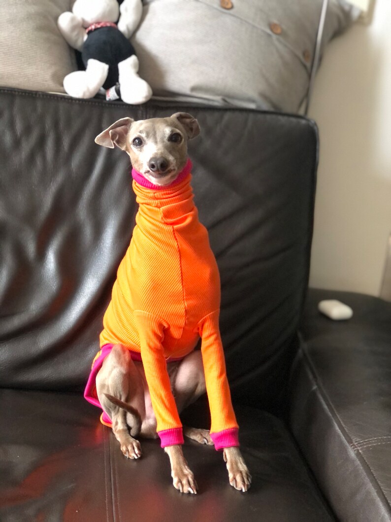 Italian Greyhound jumper Orange/fuchsia image 3