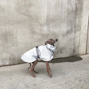 Italian Greyhound Raincoat silver