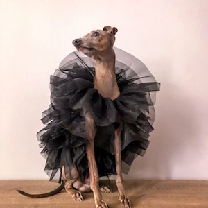 Italian Greyhound tulle dress