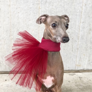 Italian Greyhound tulle collar/jabot/neckwear