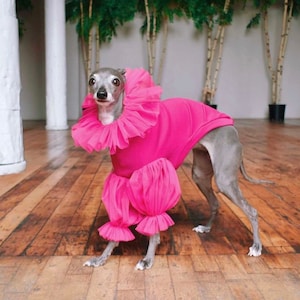 Greyhound jumper sale