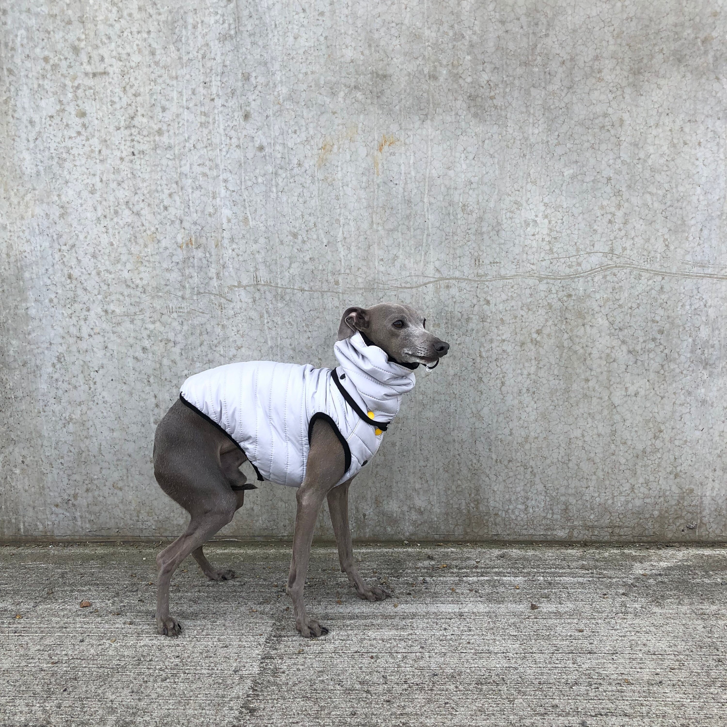 Italian Greyhound Waterproof Vest Silver light Grey Etsy Canada