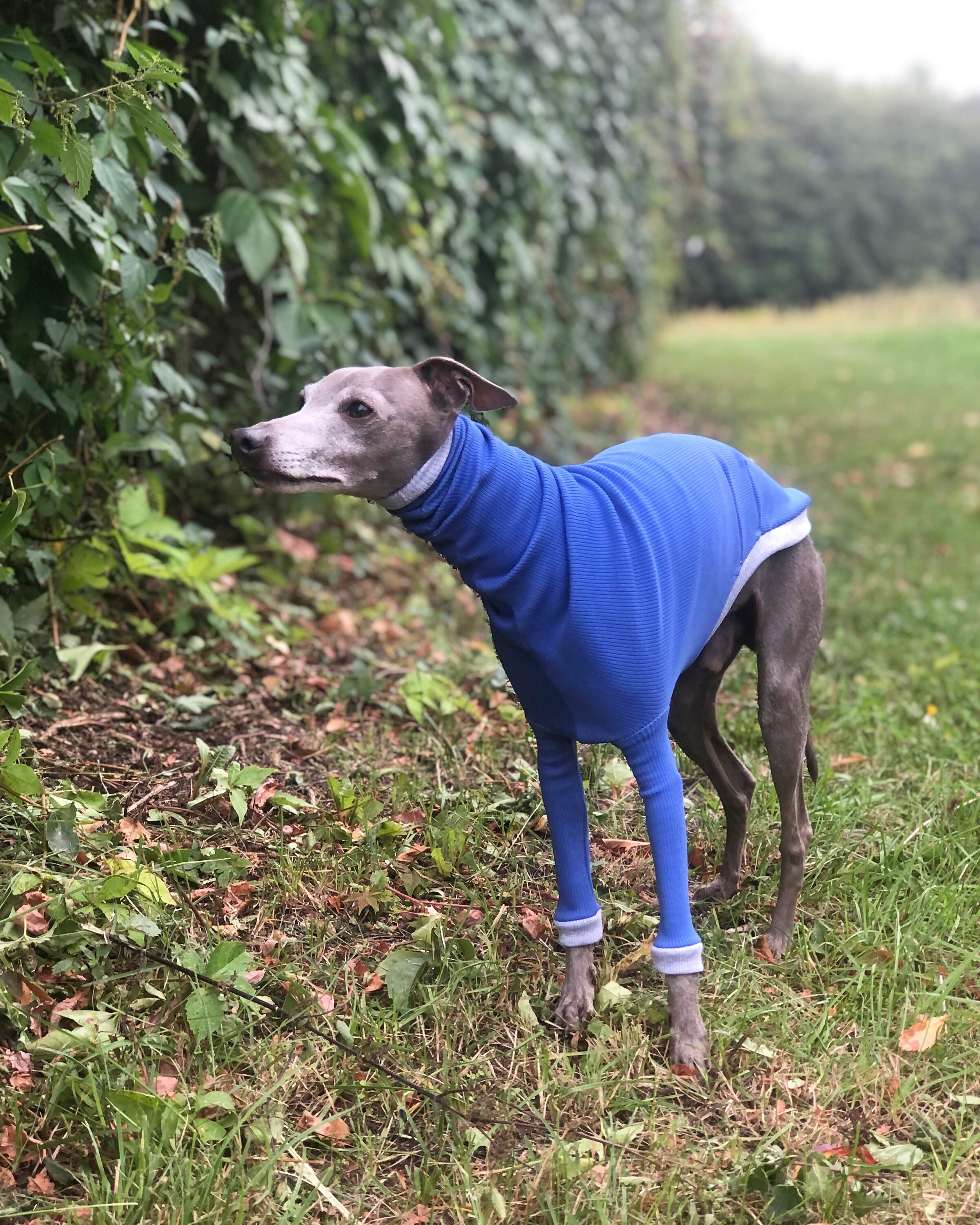 Italian greyhound jumper discount