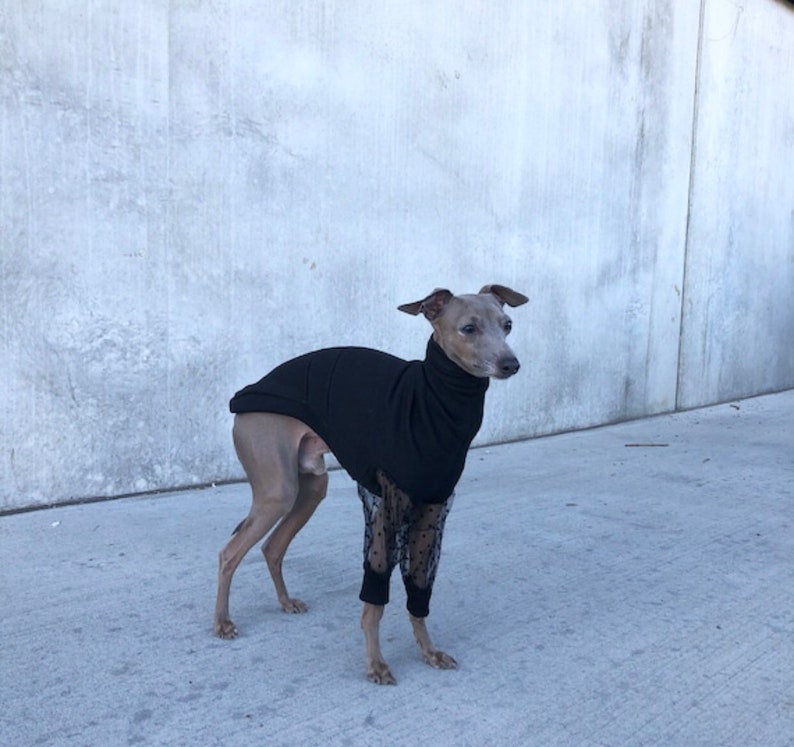 Italian Greyhound jumper Black tulle sleeves polka dots image 2