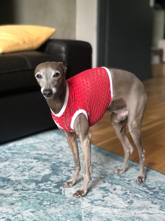 Miniature Greyhound Puppy Italian Greyhound Skinny Miniature