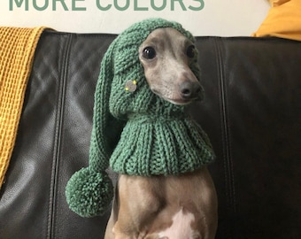 Hat Italian Greyhound / Italian Greyhound / Italieniches Windspiele