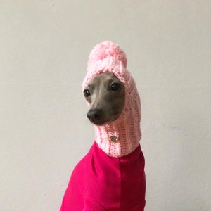 Hat Italian Greyhound Italian Greyhound Galgo Italiano Pink