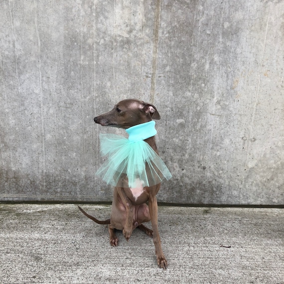 Why Do Greyhounds Wear Two Collars