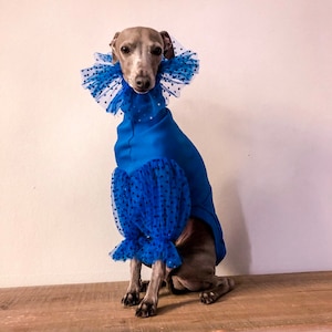 Pull Lévrier Italien Manches longues et collier en tulle bleu