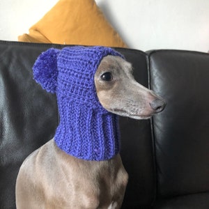 Hat Italian Greyhound Italian Greyhound Galgo Italiano