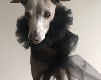 Italian Greyhound tulle collar "Black Knight"