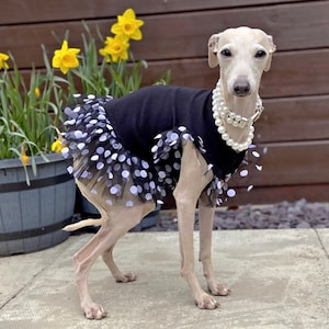 Italian Greyhound dress black with soft tulle