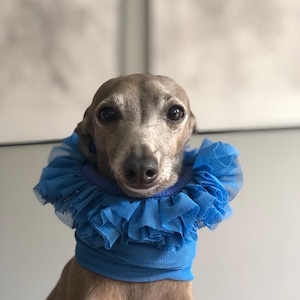 Italian Greyhound chiffon collar &quot;Blue Lagoon&quot;