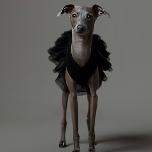 Italian Greyhound dress Totally Black