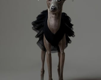 Italian Greyhound dress Totally Black