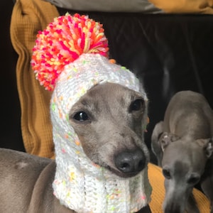 Hat Italian Greyhound Italian Greyhound Galgo Italiano colorful pompom