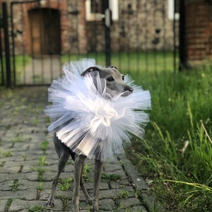 Italian Greyhound tulle collar White