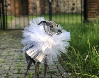 Italian Greyhound tulle collar White