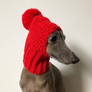 Hat Italian Greyhound Italian Greyhound Galgo Italiano Red