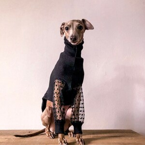 Italian Greyhound jumper Black tulle sleeves polka dots