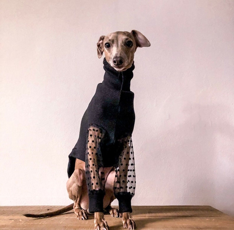 Italian Greyhound jumper Black tulle sleeves polka dots image 1