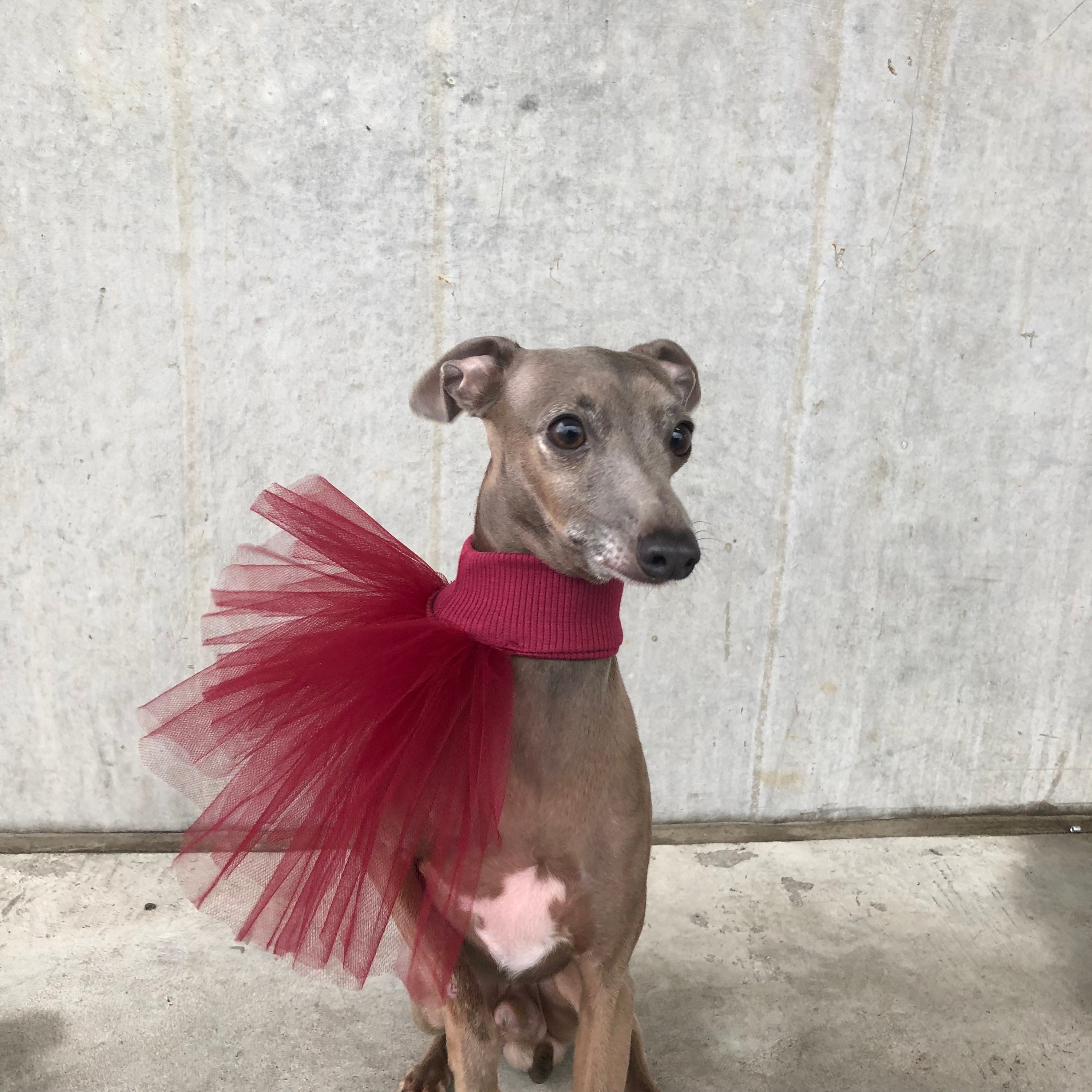 Do Italian Greyhounds Need Special Collars