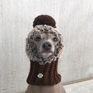 Hat Italian Greyhound Italian Greyhound Galgo Italiano