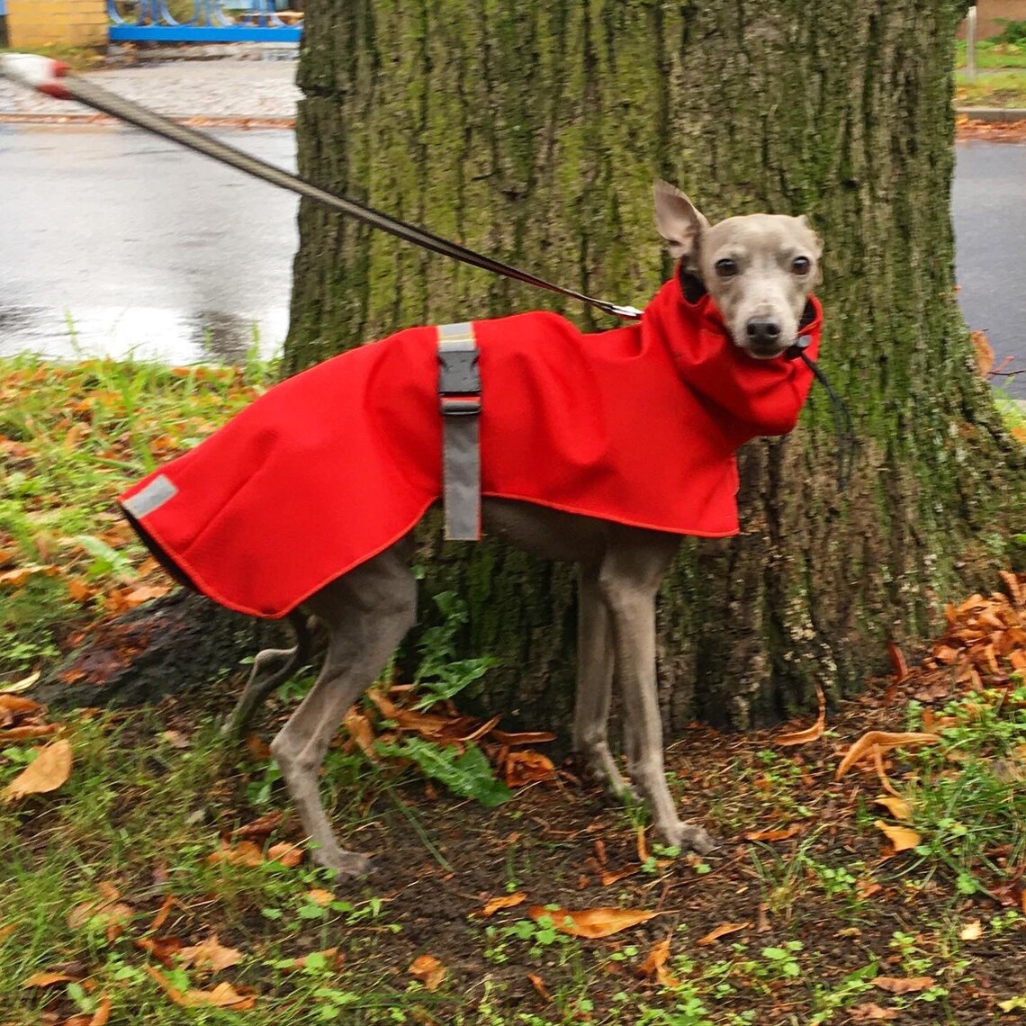 Italian Greyhound Raincoat Red Płaszcz przeciwdeszczowy Etsy