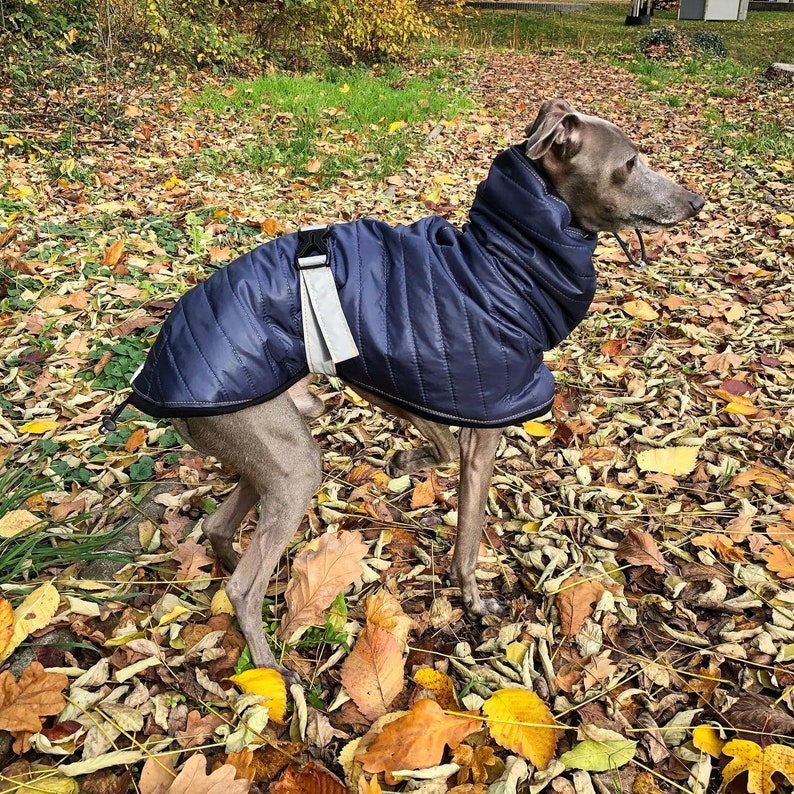 Italian Greyhound Wintercoat Navy Winter Coat for CHARCIKA Etsy