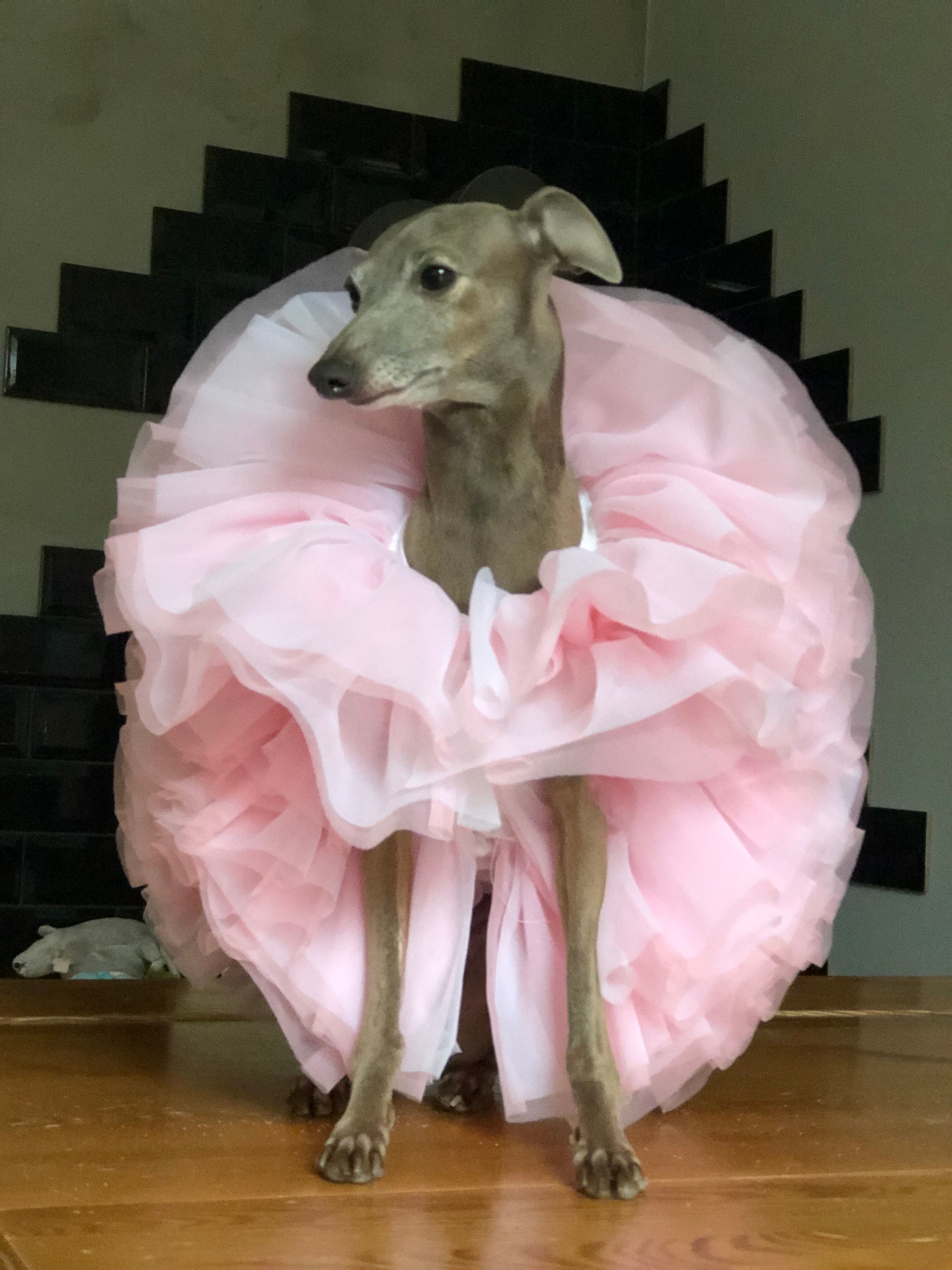 Italian Greyhound Tulle Dress Double Pink/white - Etsy Israel, image size:2250x3000