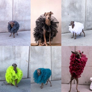 Italian Greyhound tulle dress