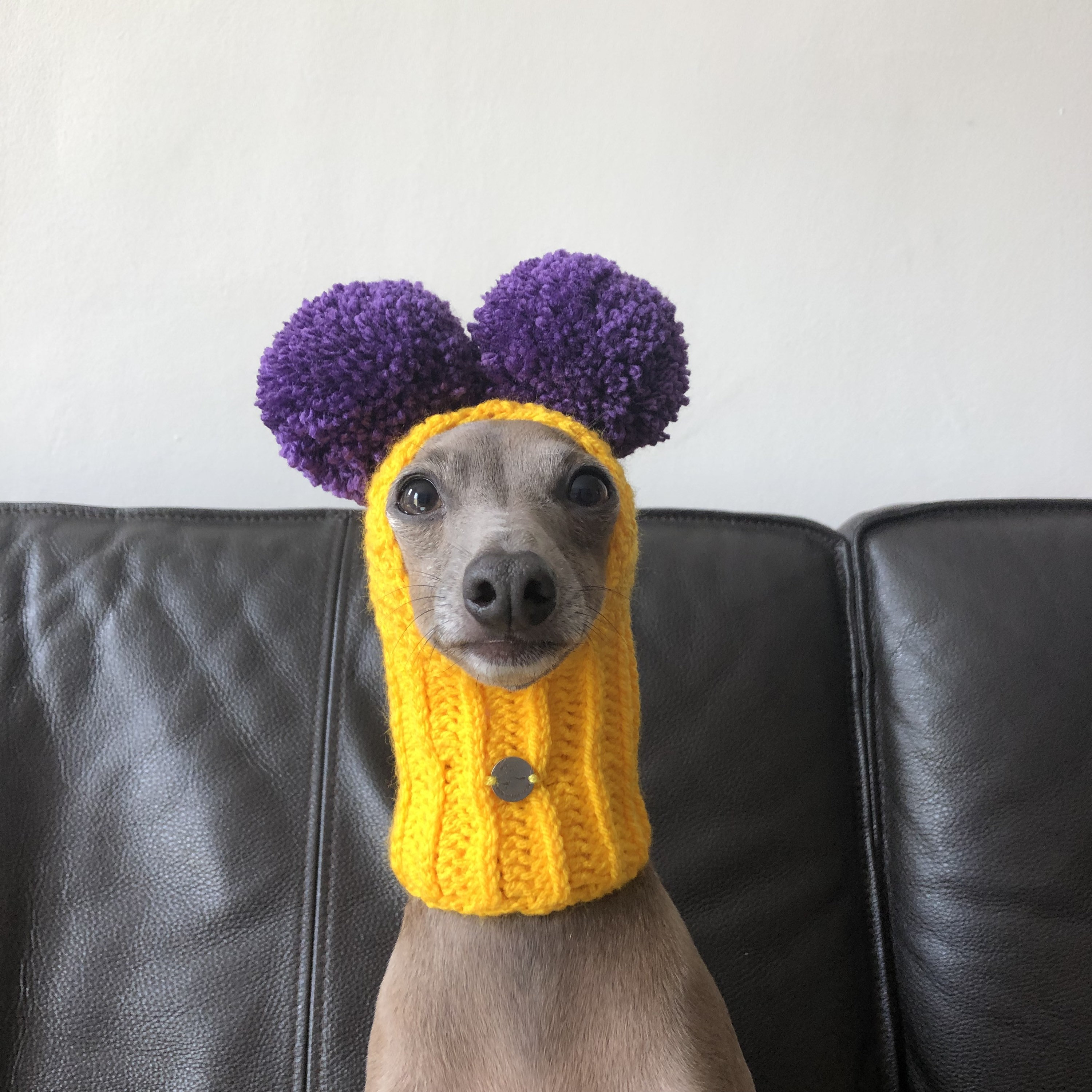 Cap Italian Greyhound Italian Greyhound Galgo Italiano Two pompoms LA Lakers